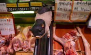 China luta novamente contra peste suína que matou milhões de porcos