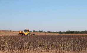Baixo Alentejo com 94% do território suscetível à desertificação