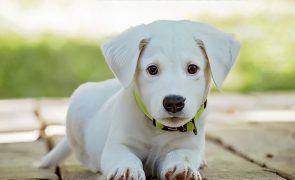 Fique a saber por que os cães inclinam a cabeça quando fala com eles