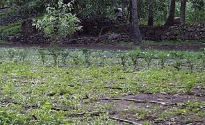 Cabo Verde subsidia sistemas agrícolas de rega gota-a-gota para combater seca
