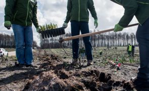 Câmara de Coimbra compromete-se a plantar 2.400 árvores em 2023