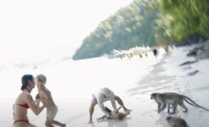 Pai salva filho pequeno de ataque de macacos e acaba mordido