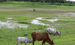 Brasil diz que China revogará embargo às exportações de carne bovina