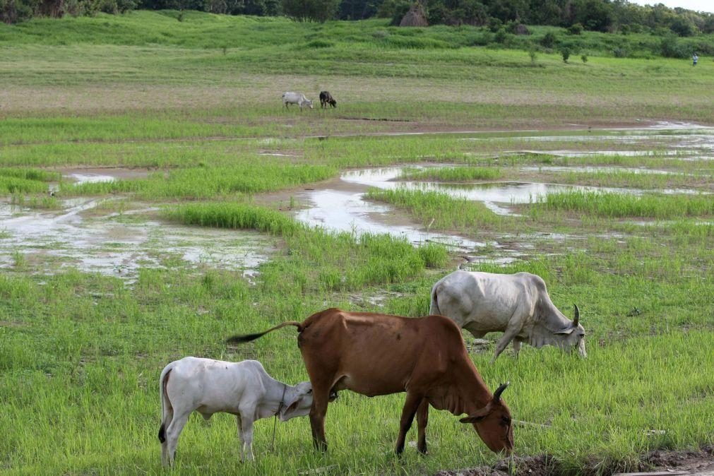 Brasil diz que China revogará embargo às exportações de carne bovina