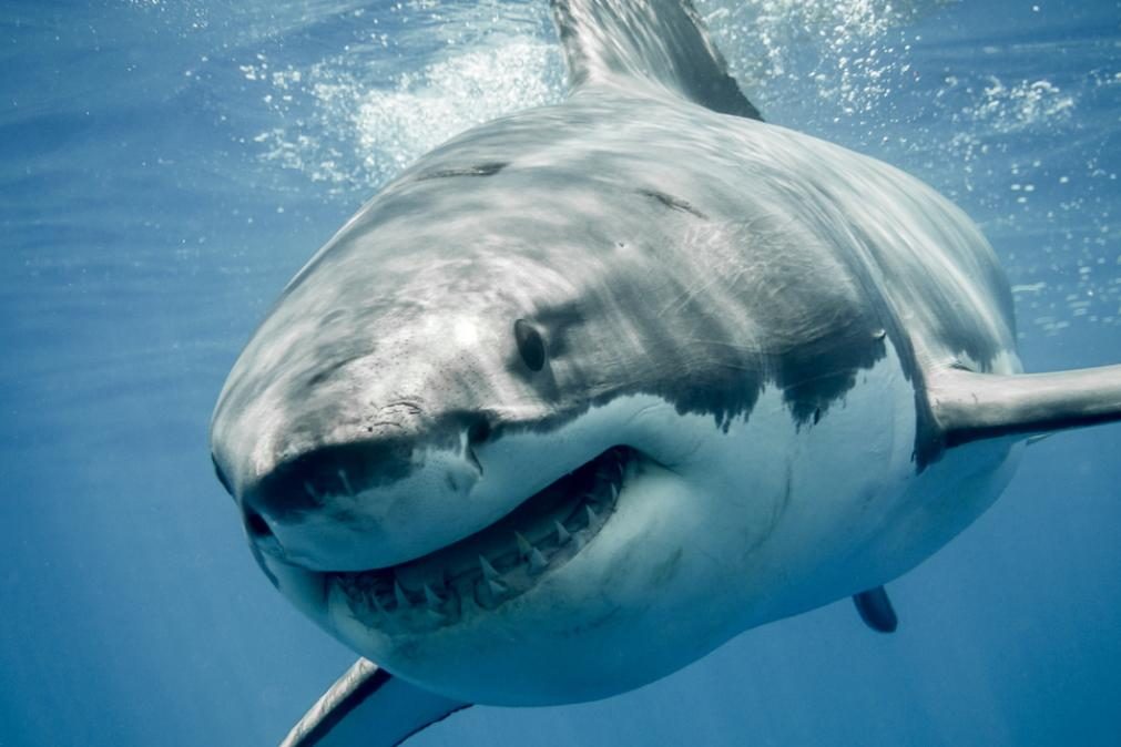 Tubarão branco surpreende cientistas ao curar as próprias feridas