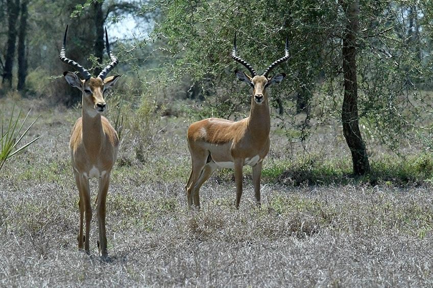 Impala, o símbolo da pureza