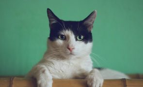Dona encontra gata após criar perfis do animal no Tinder e no Grindr