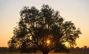 Alentejo alerta para risco de perder fundos comunitários com reorganização das NUTS