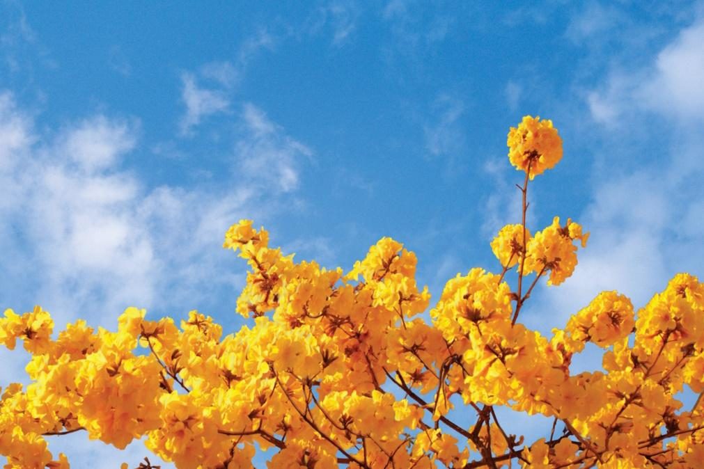 Meteorologia: Previsão do tempo para segunda-feira, 10 de abril