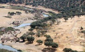 Valorização do montado reúne alunos do Alentejo e Estremadura espanhola