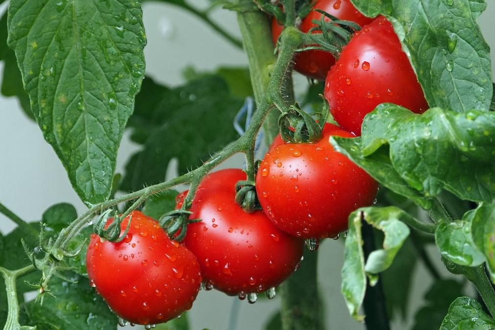 Descubra o que leva os tomates a “gritarem” e ouça o som que fazem