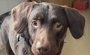 Cão fica viciado em álcool após dono morrer
