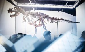 Esqueleto de um T-rex vendido por quase cinco milhões de euros