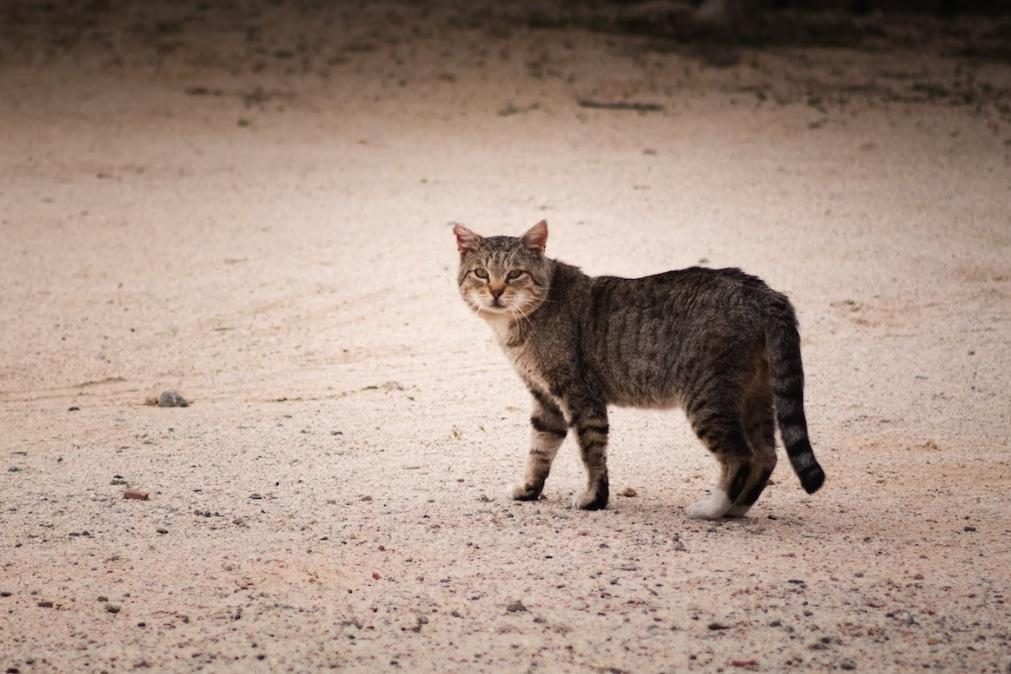 Concurso de matar gatos oferece 140 euros ao vencedor