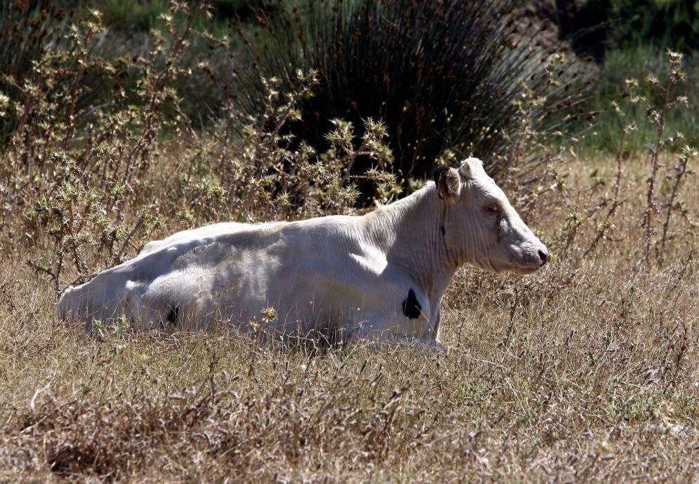 Seca: Criadores de gado no nordeste algarvio preocupados com futuro da atividade