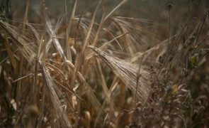 UE acorda trânsito de cereais ucranianos com cinco estados-membros