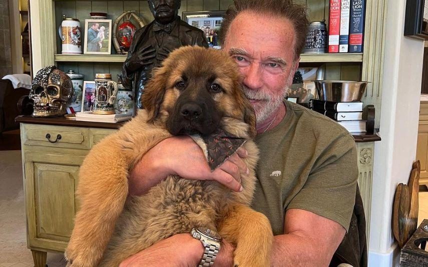 Arnold Schwarzenegger - Família a aumentar! Estrela de Hollywood apresenta porco de estimação