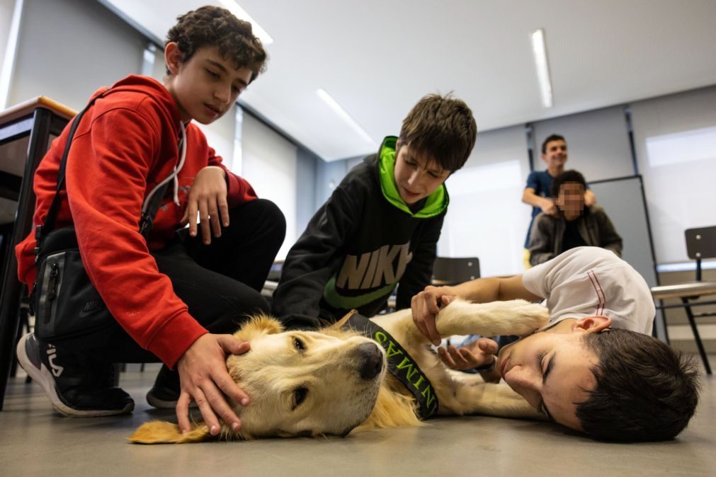 Projeto de cães de assistência faz alunos de Gaia melhorar desempenho escolar