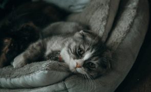 Adolescente pega fogo à casa enquanto torturava e tentava queimar gato