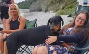Dobermann fareja na praia dadora compatível e salva dona com Lúpus