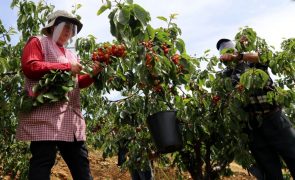 Cereja do Fundão com quebras até 70% devido a temperaturas baixas na floração