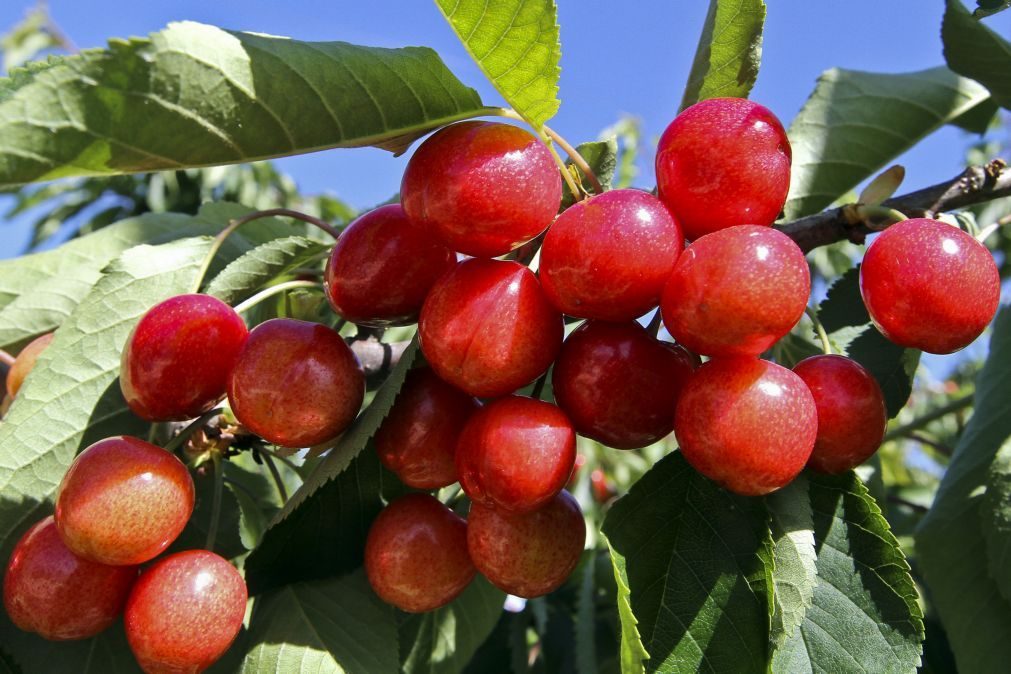 Primeiras cerejas com quebras de 50% nos pomares de Alfândega da Fé e Vilariça