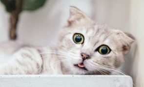 Portugueses são dos europeus que mais têm gatos em casa
