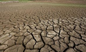Ministério da Agricultura reconhece que a seca afeta 40% do país