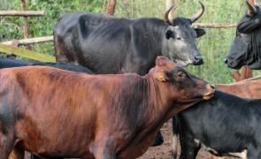 Quatro detidos em Moçambique por roubo transfronteiriço de gado
