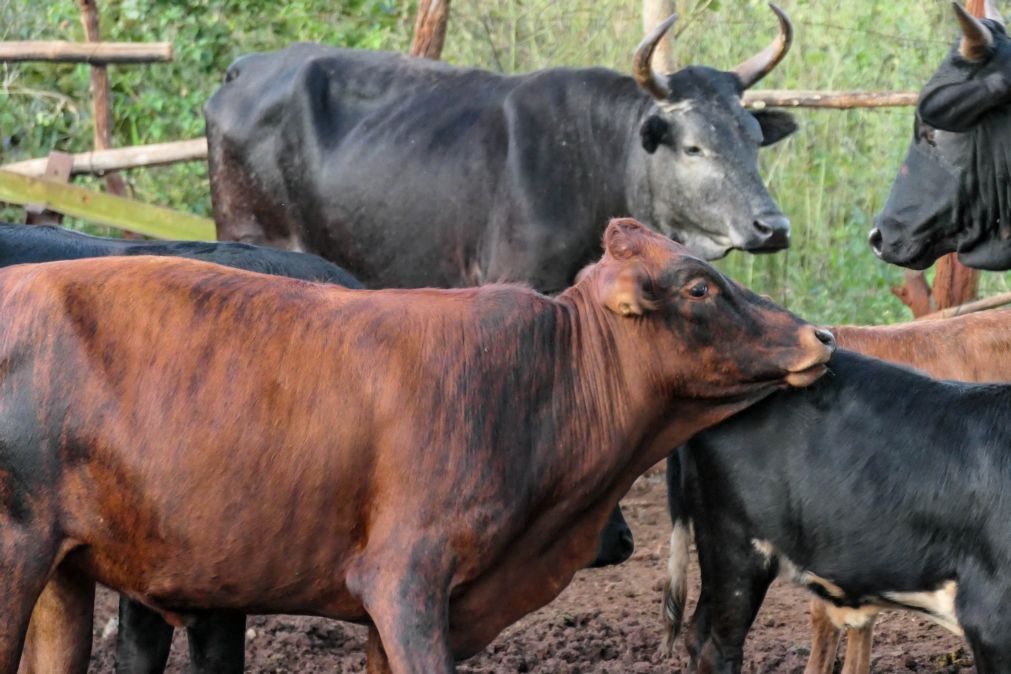 Quatro detidos em Moçambique por roubo transfronteiriço de gado