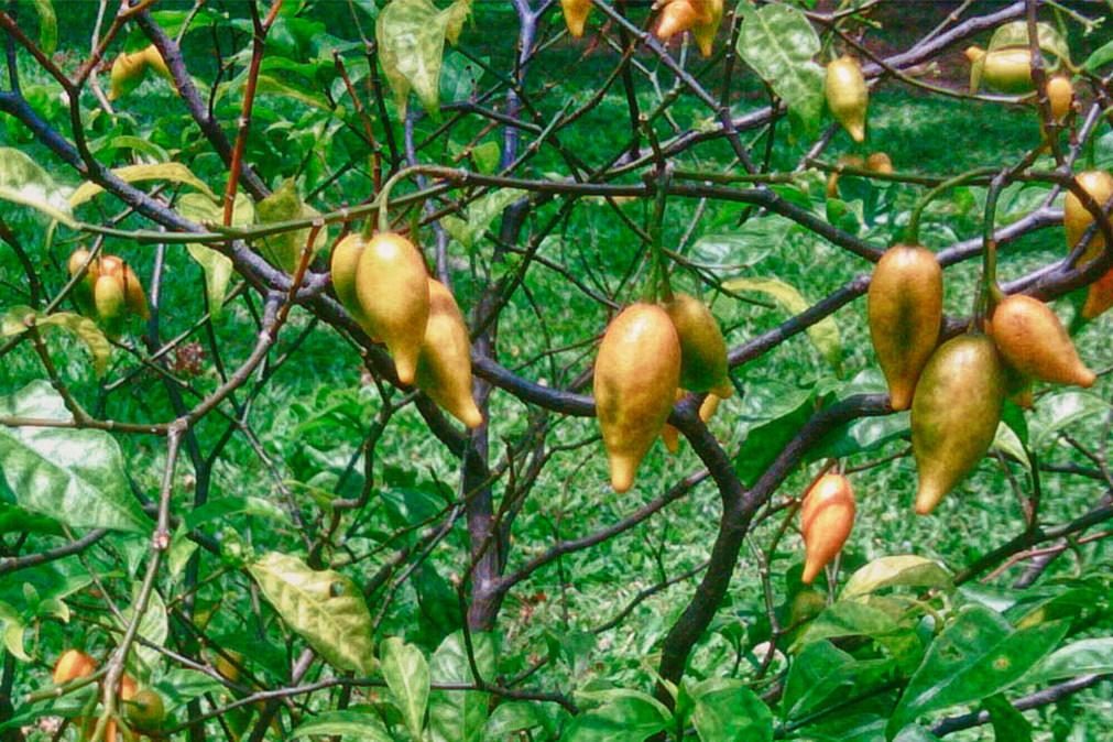 Medicamento à base de planta alucinogénia trata vício e depressão