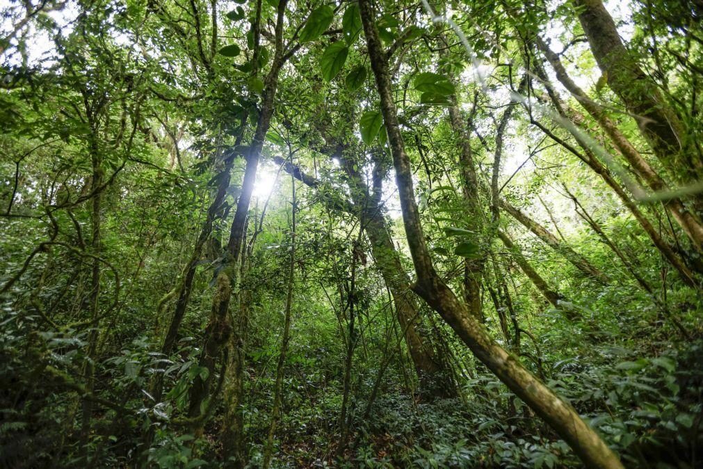 Sete milhões de hectares de florestas são destruídos todos os anos para outros usos