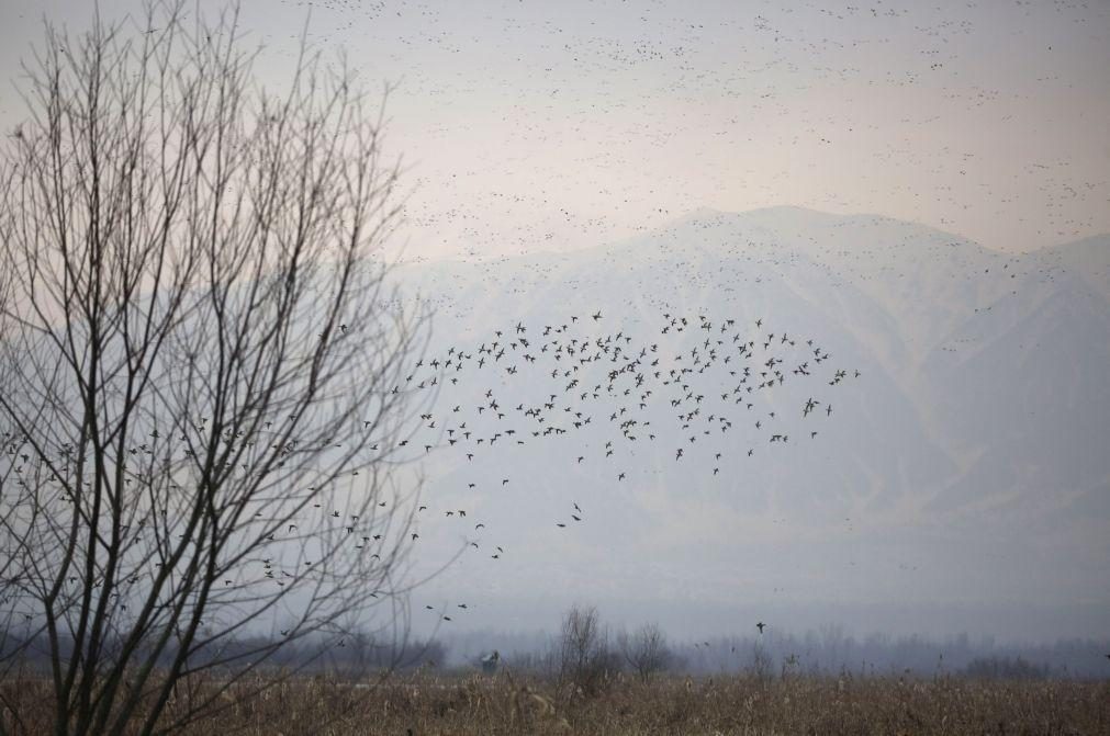 Proteger as aves migratórias é proteger milhões de pessoas