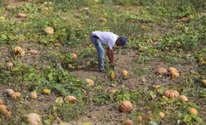 Investigador alerta para agricultura intensiva e defende reflorestação