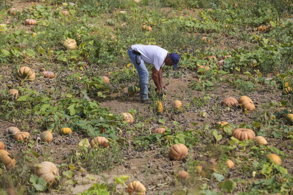 Investigador alerta para agricultura intensiva e defende reflorestação