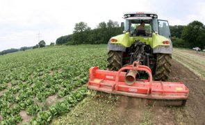 Ajuda externa de 180 ME deverá começar a chegar aos agricultores nos próximos dias -- ministra