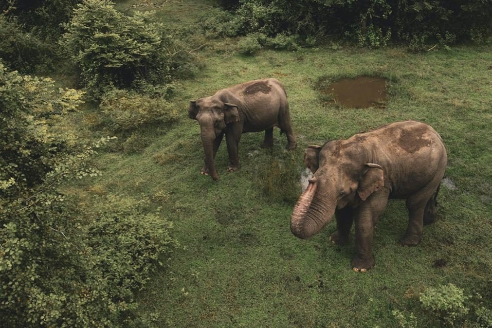 Habitat do elefante asiático diminui de forma drástica nos últimos anos