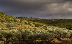 Nova certificação europeia de gestão do olival chega a Portugal