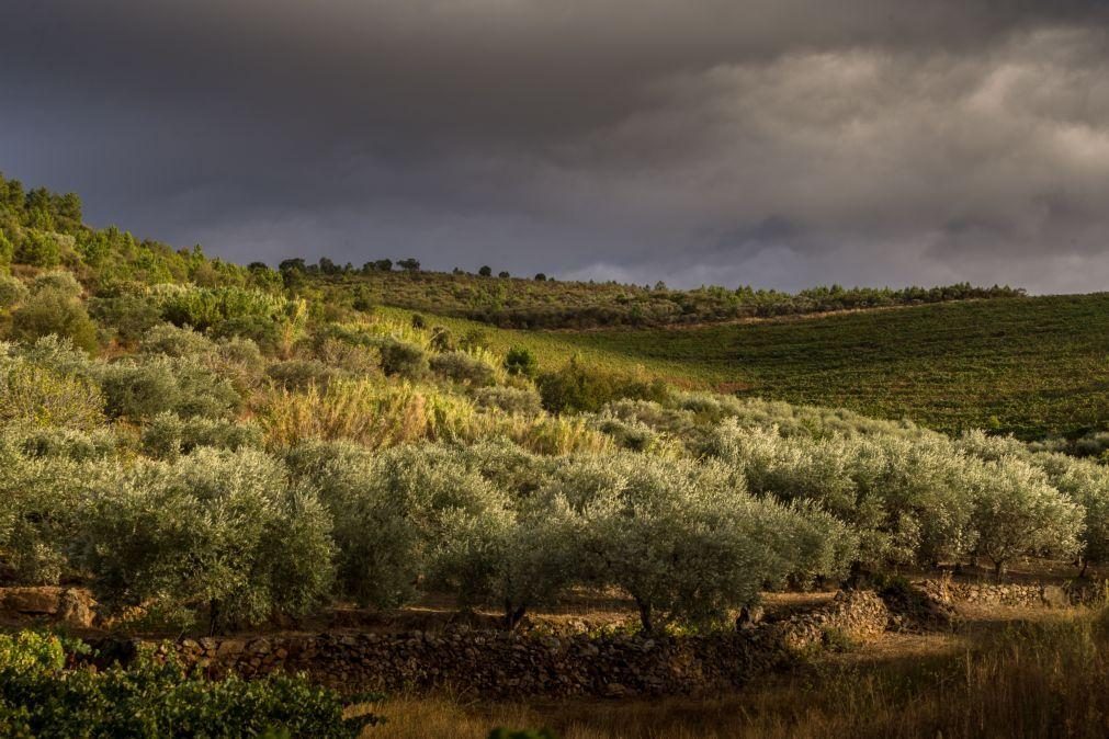Nova certificação europeia de gestão do olival chega a Portugal