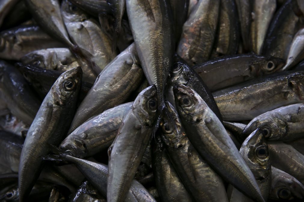 Pesca de carapau interdita por esgotamento da quota de Portugal