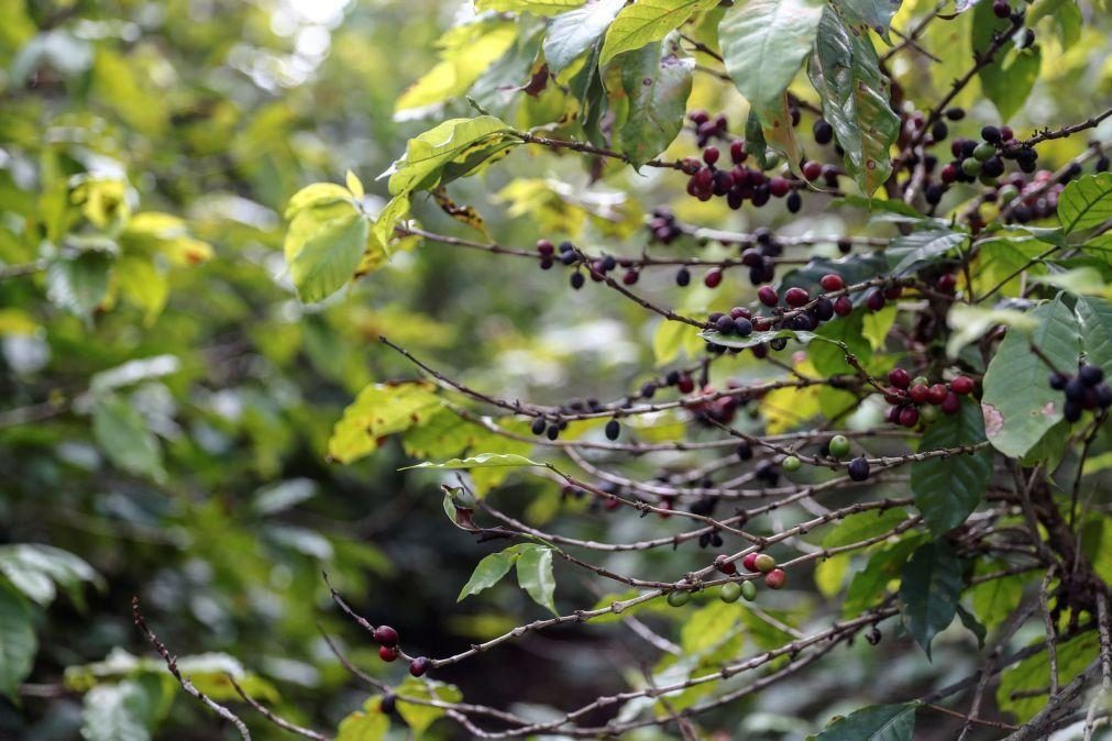 Brasil espera aumento de 7,5% na colheita de café para este ano