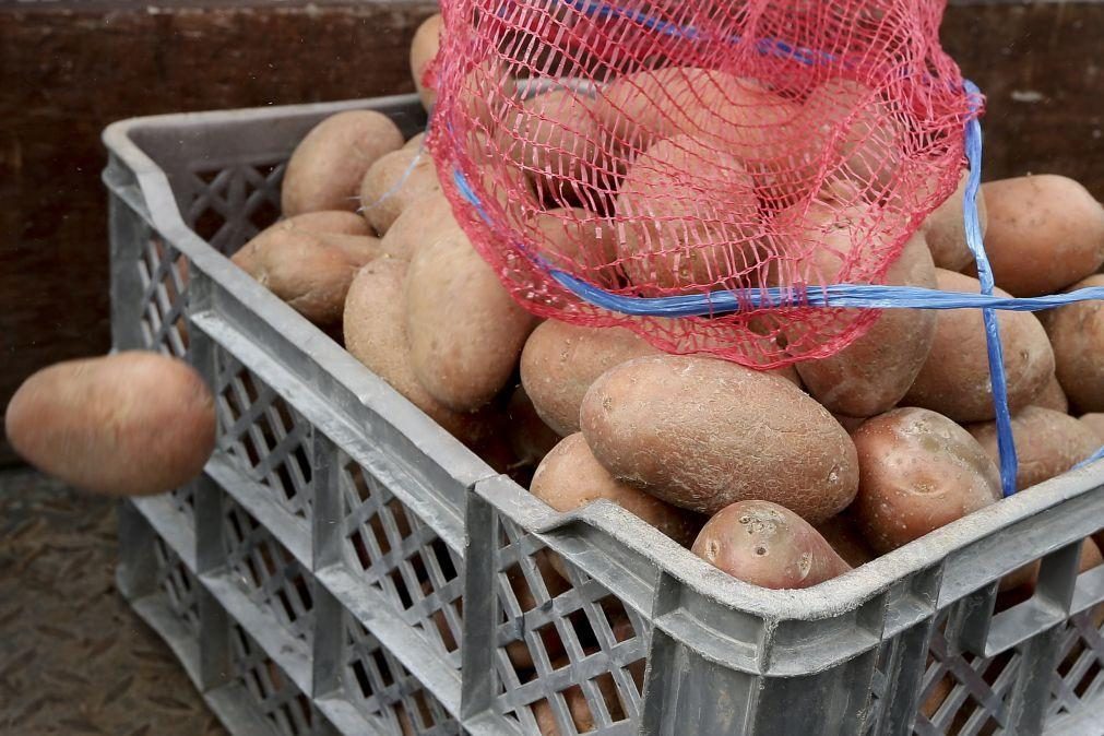 Seca: Agricultores estimam quebra de 10% na produção de batata