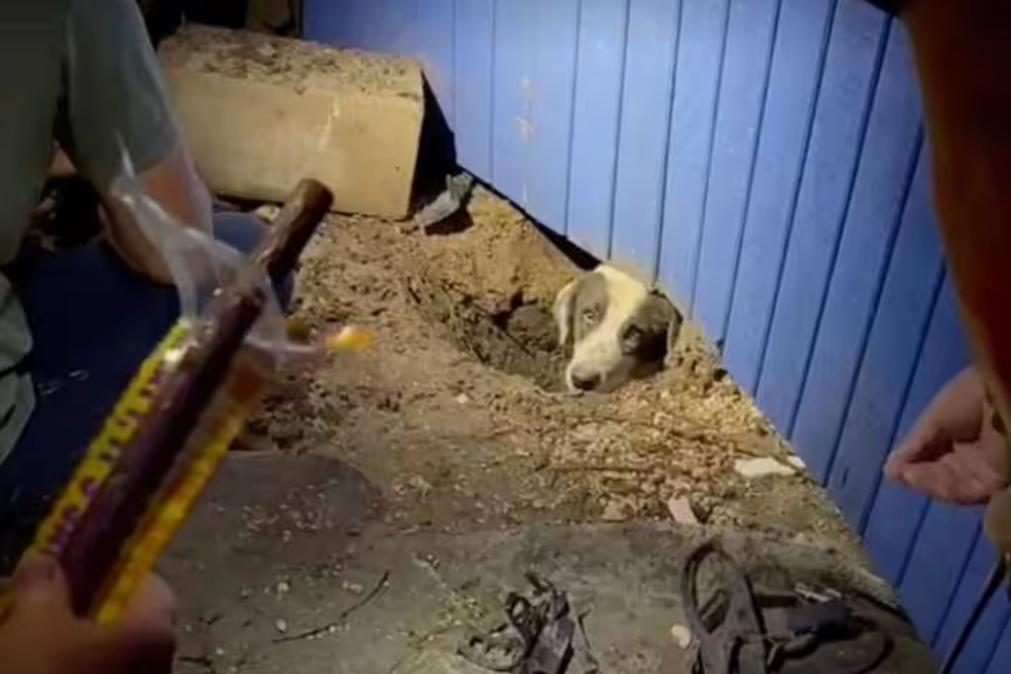 Jornalistas salvam cão soterrado em escombros após tornado [vídeo]