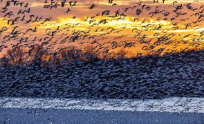 Brasil deteta novos casos de gripe aviária em aves selvagens marinhas