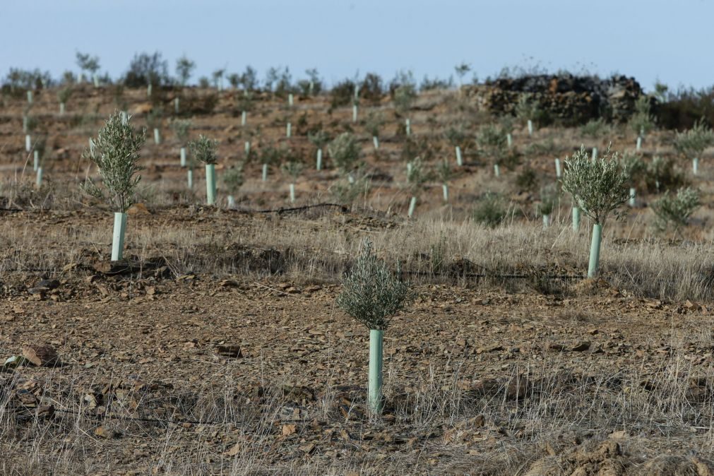 Agricultores algarvios pedem ao Governo para passar dos projetos à ação