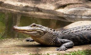 Segredo para ser saudável envolve sangue de crocodilo e álcool