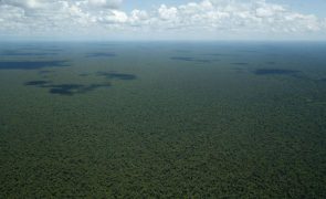 Cientistas simulam o futuro da Amazónia face ao aquecimento global