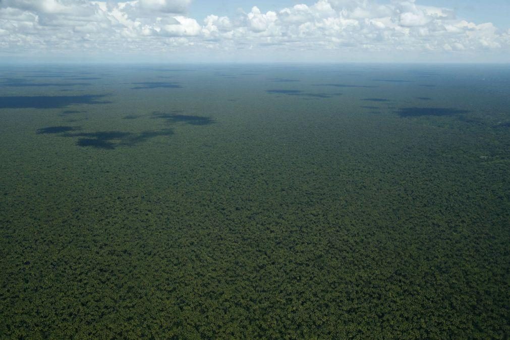 Cientistas simulam o futuro da Amazónia face ao aquecimento global