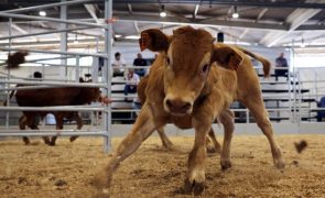 Criadores do Baixo Alentejo sem comida para gado bovino devido à seca, desfazem-se dos animais