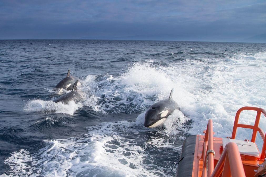 Mais de 200 interações entre orcas e barcos em 2022 na costa atlântica ibérica